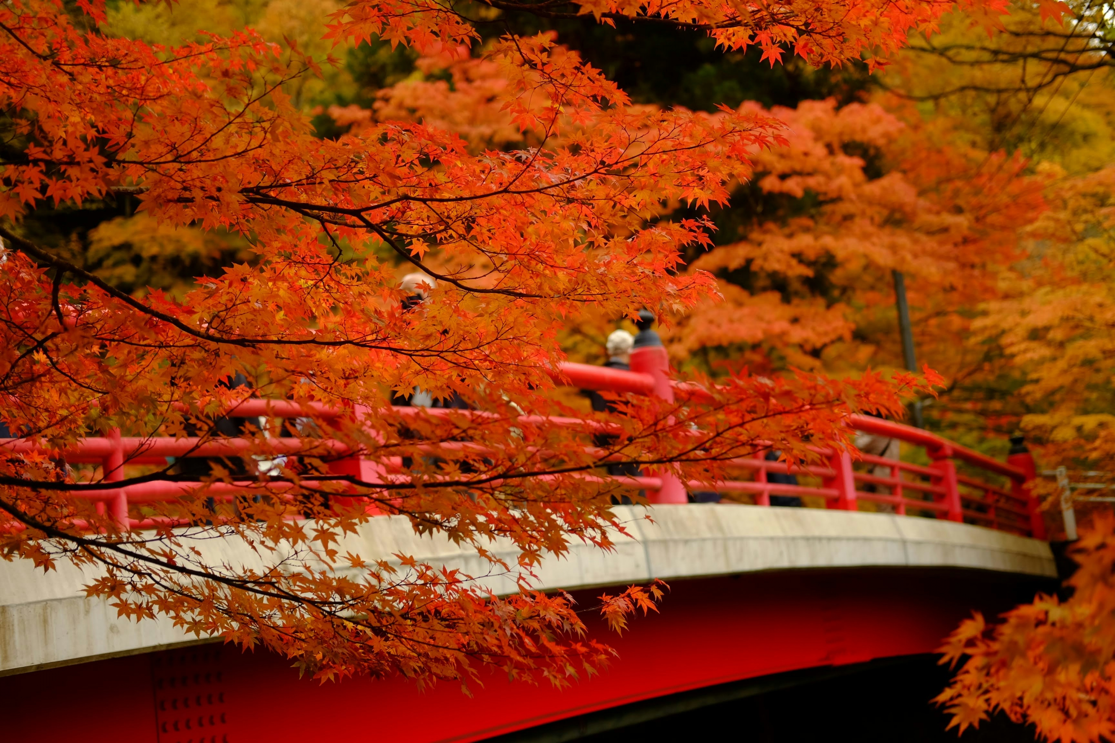 Japānas zelta rudens