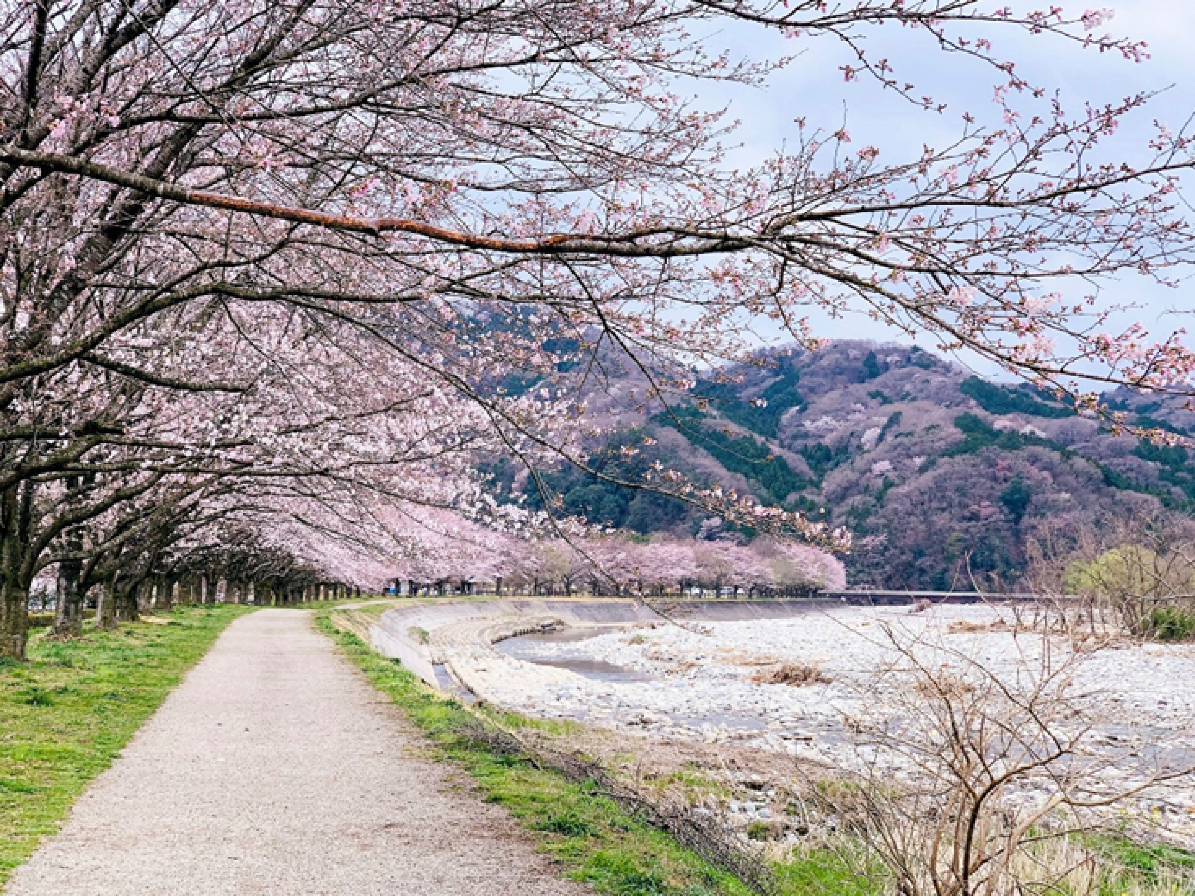 Sakura Rozā Simfonija